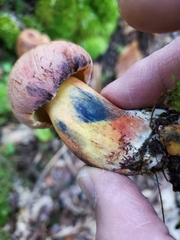 Cyanoboletus pulverulentus