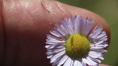 Erigeron divergens