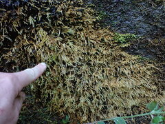 Brachythecium frigidum