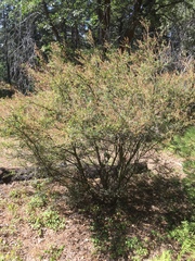 Ceanothus integerrimus