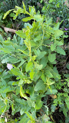 Convolvulus arvensis