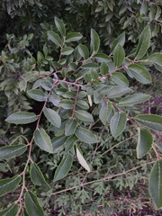 Ulmus