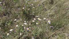 Erigeron divergens