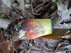 Cyanoboletus pulverulentus