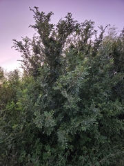 Ulmus