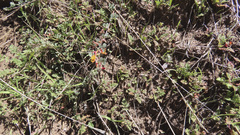 Acmispon decumbens