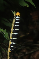 Isognathus swainsonii