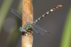 Erpetogomphus lampropeltis