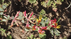 Acmispon decumbens
