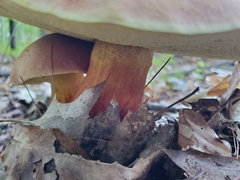 Cyanoboletus pulverulentus