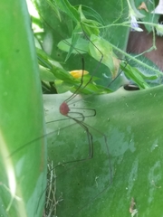 Leiobunum