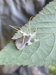 Akanthomyces