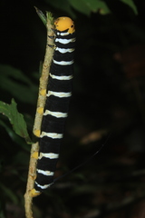 Isognathus swainsonii