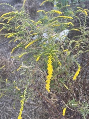 Solidago canadensis