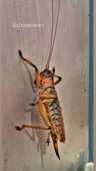 Nastonotus foreli