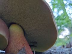 Cyanoboletus pulverulentus