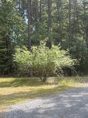 Vaccinium corymbosum