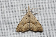 Trigonistis asthenopa