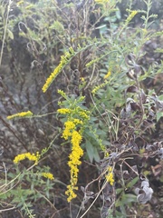 Solidago canadensis