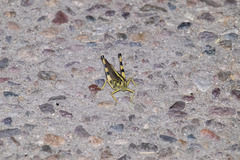 Schistocerca albolineata