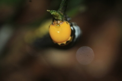 Isognathus swainsonii