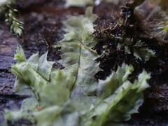 Lophocolea bidentata