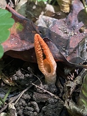 Pseudocolus fusiformis