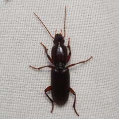 Stenomorphus californicus