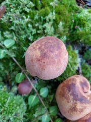 Cyanoboletus pulverulentus