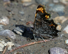 Polygonia faunus