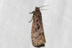 Cryptaspasma sordida