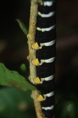 Isognathus swainsonii