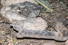 Chaetodipus penicillatus