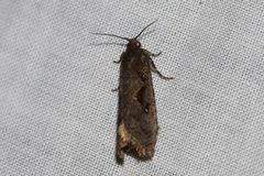 Cryptaspasma sordida