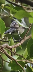 Parus minor commixtus