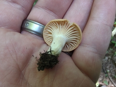 Cuphophyllus pratensis