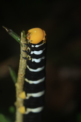 Isognathus swainsonii