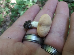 Cuphophyllus pratensis