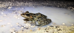 Lithobates brownorum