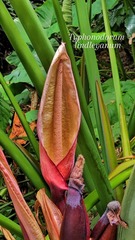 Typhonodorum lindleyanum