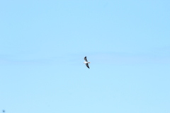 Chroicocephalus cirrocephalus