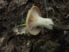 Cuphophyllus pratensis