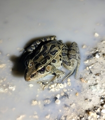 Lithobates brownorum