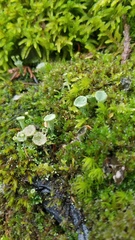 Cladonia chlorophaea