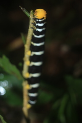 Isognathus swainsonii