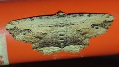 Menophra abruptaria
