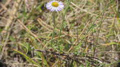 Erigeron divergens