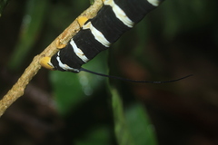 Isognathus swainsonii