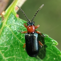 Oulema melanopus
