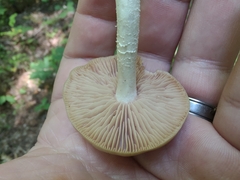 Entolomataceae